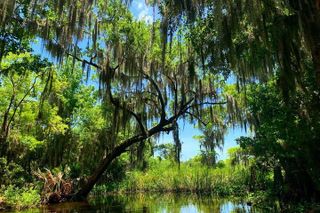 Large Airboat Swamp Tour with Transportation from New Orleans