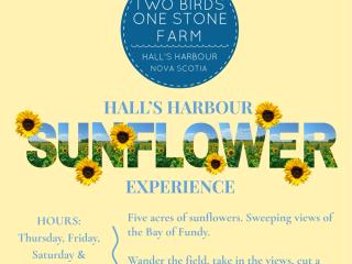 The Halls Harbour Sunflower Experience
