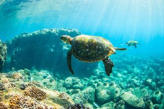Kauai's Ultimate Guided Shore Snorkel (NO BOAT): North Anini