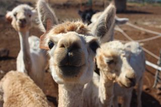 Maui Dragonfruit Farm Alpaca Tour with Ocean Views