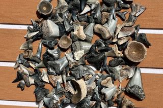 Barrier Island Drop-Off Fossil Hunting Adventure!