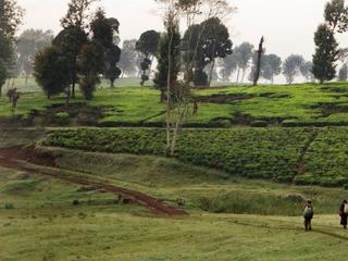 Film: Kikuyu Land