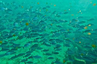 Fort Lauderdale: Combo Deal Snorkel Reefs, Kayak/SUP Mangroves