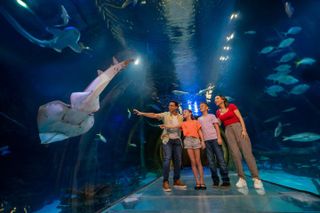 SEA LIFE Orlando Aquarium Admission Ticket at ICON Park