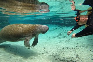 Classic Crystal River Manatee Swim Tour with Free Photos