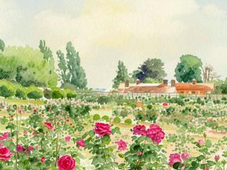 Festival of Roses 2026