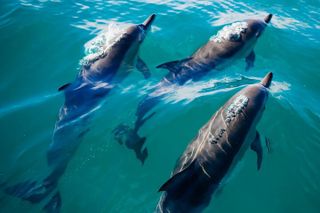 2 Hour Private Captained Crab Island Dolphin Tour in Destin
