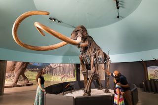 La Brea Tar Pits and Museum Admission Ticket with Excavator Tour