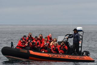 Summer Whale Watching Tour in a Zodiac Boat in Victoria