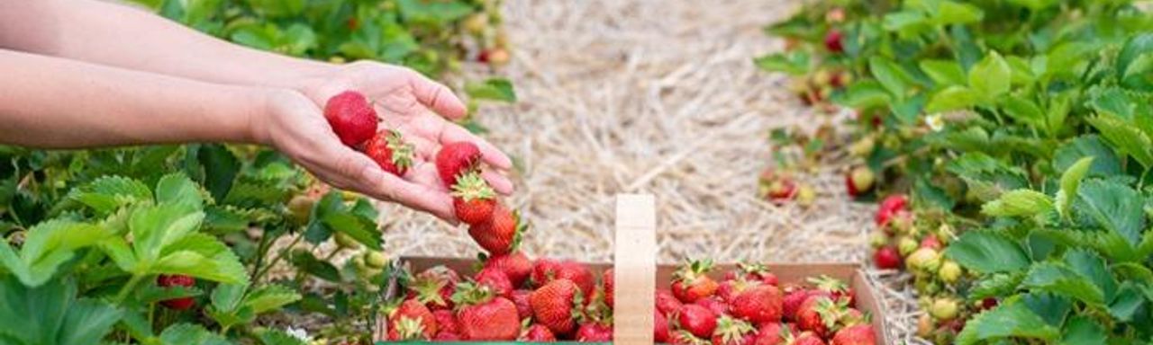 Heeman’s Pick Your Own Strawberry Patch