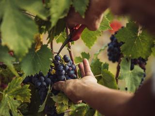Cantine Aperte and Vigneti Aperti in Tuscany