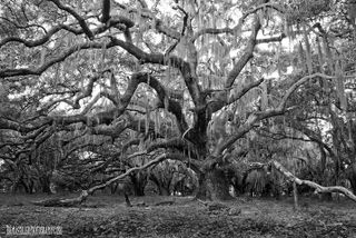 The Blackest Ghost Tour: Ages 17 and Above