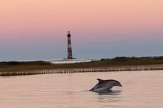 Folly Dolphin Adventure (Private or Public) to 12 guests