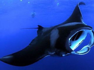 Big Island Manta Ray Night Snorkel