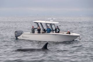 Luxury 3‑Hour Whale Watching Experience