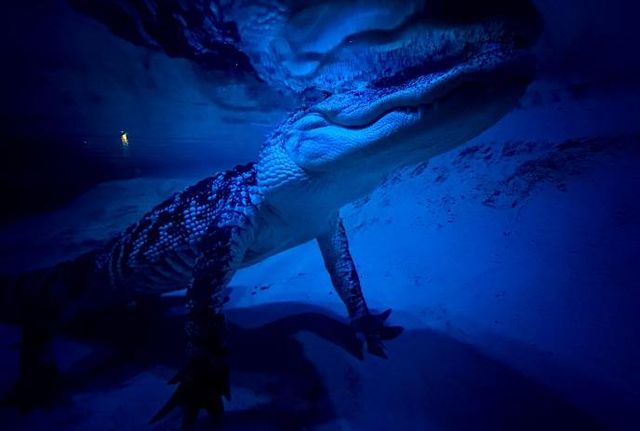 Crocs After Dark