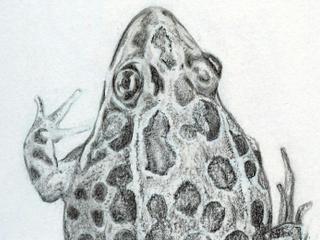 Nature Sketching: Amphibians *NEW*