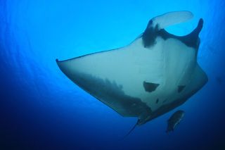 Manta Magic: Small-Group Manta Ray Night Snorkel in Kailua Kona