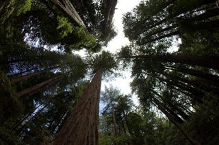 Muir Woods and Sausalito Afternoon Tour Small-Group Half-Day