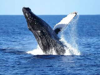  Glass Bottom Boat Whale Watching Tour