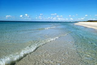 3 Hour Dolphin Snorkeling and Shell Key Adventure St. Pete Beach