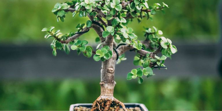 Bonsai Beginner Workshop at The Growler Exchange Midtown