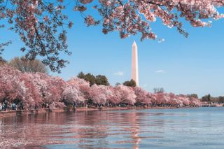 DC Monuments Tour with 10+ Sites & Washington Monument Ticket