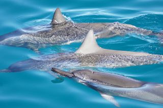4 Hour Big Island Dolphin Watch Boat Tour, Snorkeling & BBQ Lunch