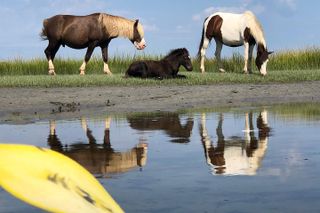 Guided Kayak Tour to see ponies, birds, dolphins and more