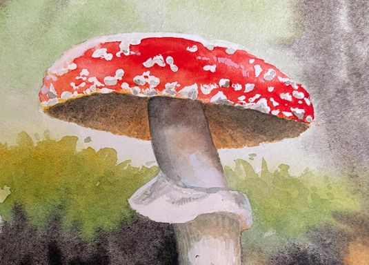 Watercolour Mushrooms *NEW*