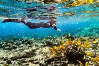 Two Reef Snorkel Trip-See Captain Cook Monument & Sea Caves