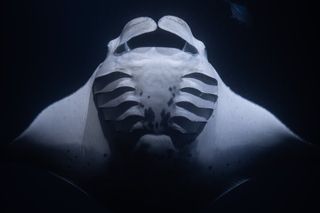 Kona Night Manta Ray Snorkel | Small Group Experience
