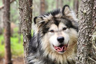 Alaskan Sled Dog Excursion in Fairbanks