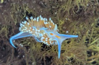 Explore San Diego Tide Pools with a Marine Biologist