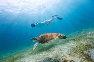 Soundside Cruiser Morning Snorkel & Dolphin Adventure