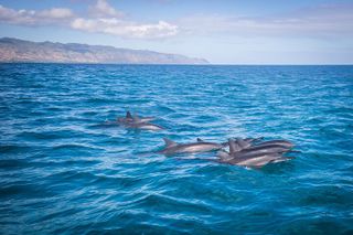 1.5-Hour Guided Marine Life Tour