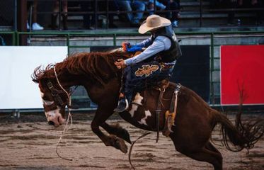 Jackson Hole Rodeo