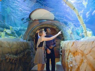 SEA LIFE Michigan Aquarium Admission Ticket