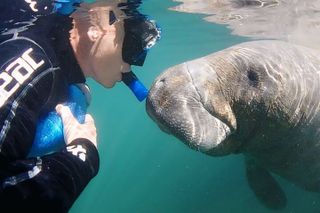 Semi-Private Manatee Swim Tour With In Water Guide (Free Photos)