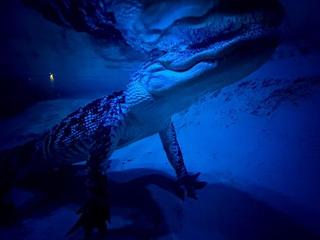 Crocs After Dark
