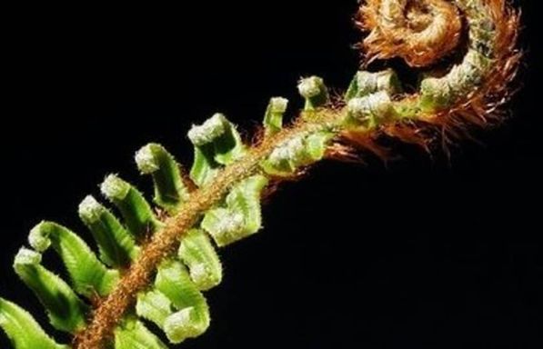 Fiddlehead