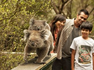 Phillip Island Tour - Koala's, Wallabies & Little Penguins.