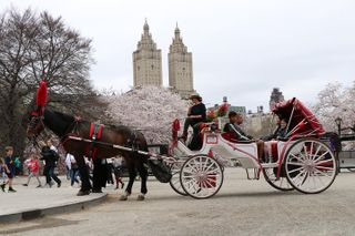 VIP Horse Carriage Ride through Central Park (Up to 4 Adults)