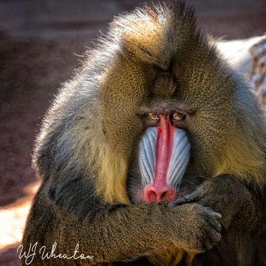 Phoenix Zoo/Arizona Center for Nature Conservation