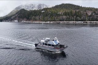 Whales and Lunch! Ketchikan's Premier Marine Mammal Viewing Tour