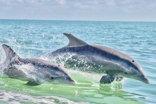 Shared Dolphin Cruise in Pensacola Beach | Frisky Mermaid
