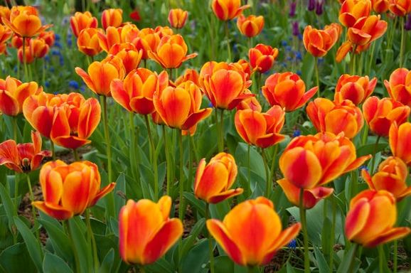 Albany NY Tulip Festival 2027