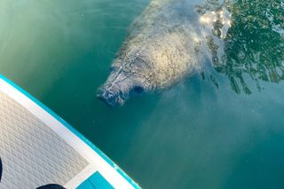 Crystal River Paddle Board Rental | 2 Hour | See The Manatees!