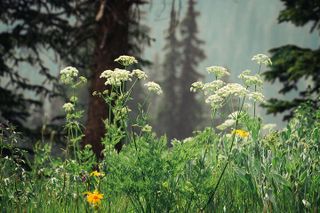 La Plata Canyon Jeep Tour in Colorado