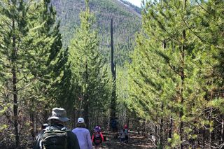 Nature Walk in Glacier National Park